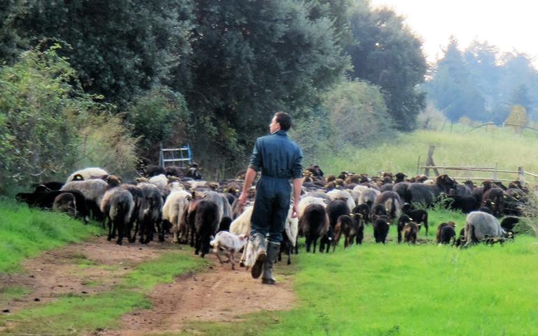 Le lait cru de brebis Corse.